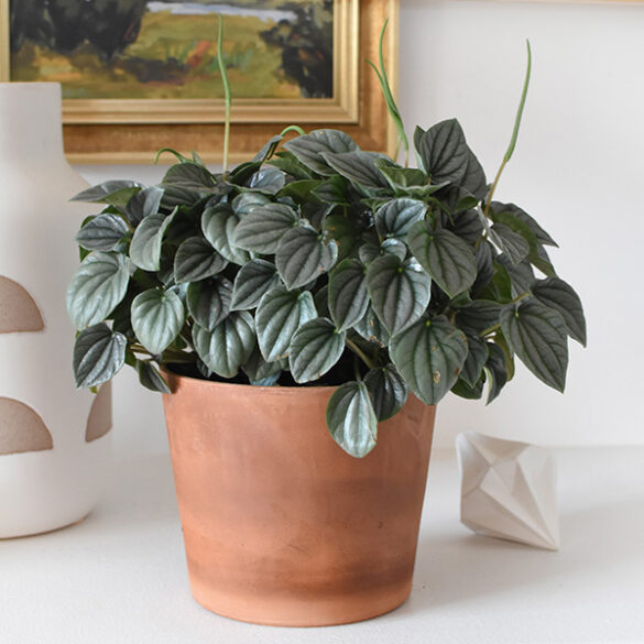 Peperomia Silver Frost Plant Care