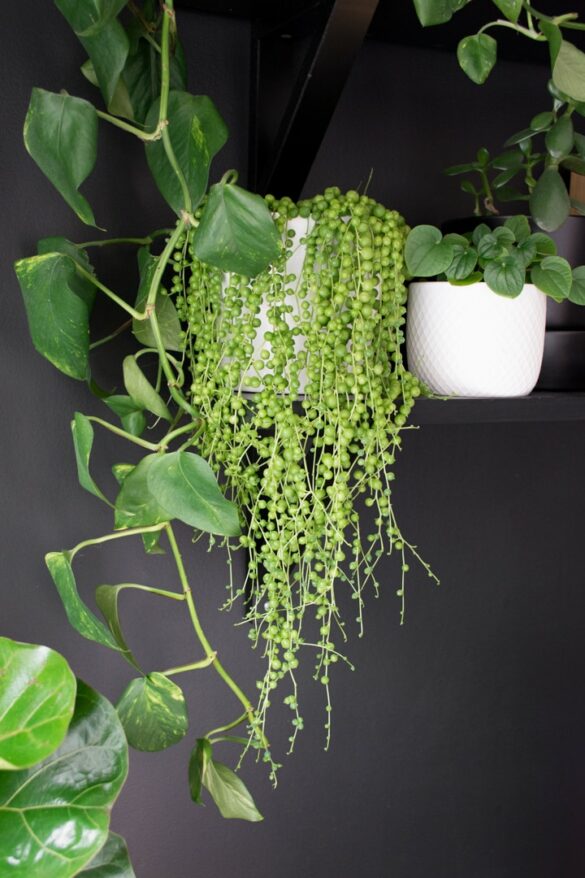 String of Pearls Care
