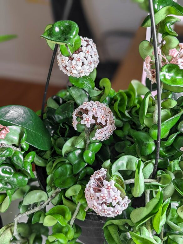 How to Get a Hoya to Bloom