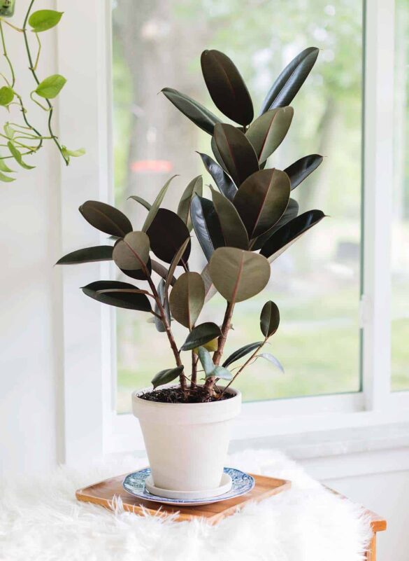 How to Care for a Rubber Tree