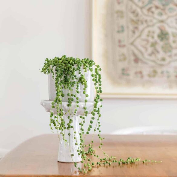 How to Care for String of Pearls Plants
