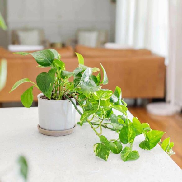How to Care for Golden Pothos