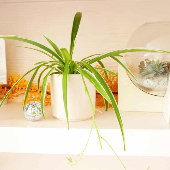How to Grow and Care For Spider Plants