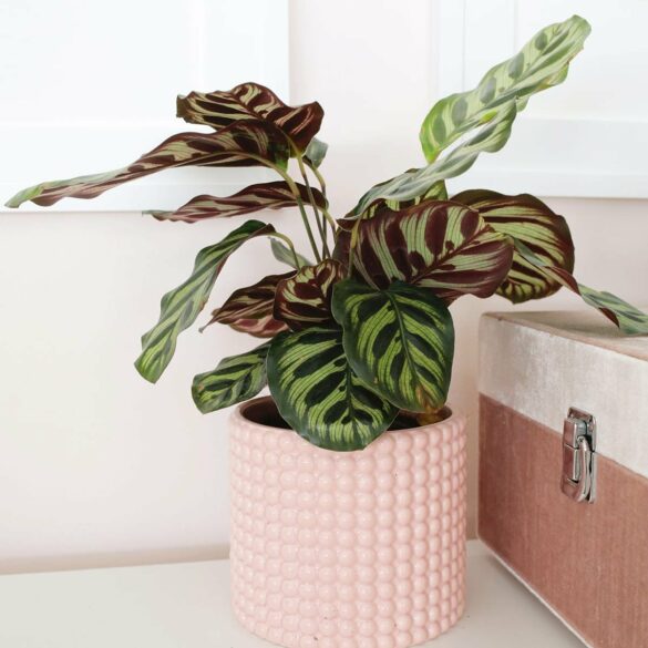 How to Care for Calathea Plants