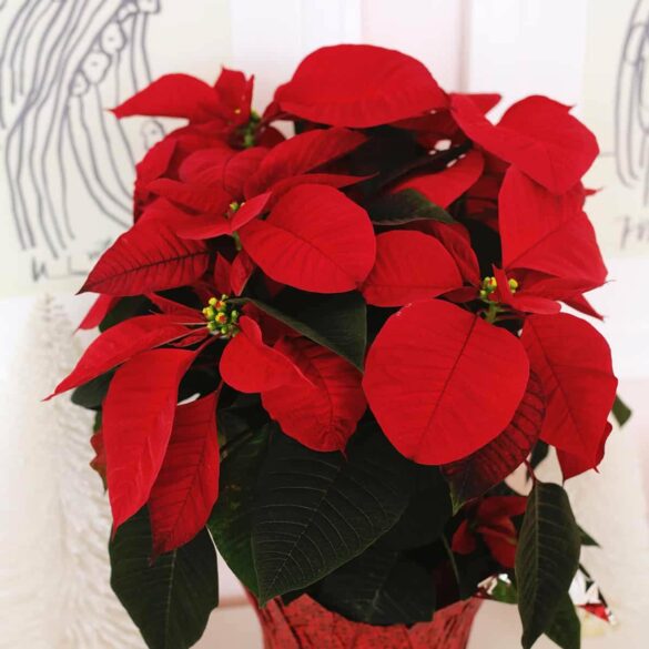 How to Grow and Care For Poinsettia