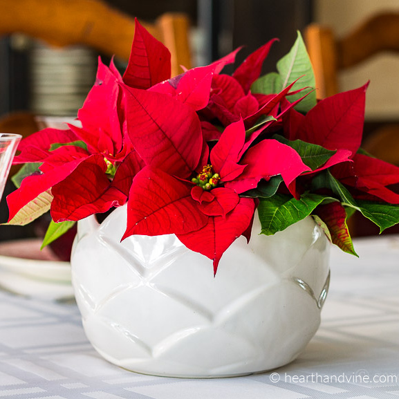 DIY Poinsettia Centerpiece for Your Holiday Table