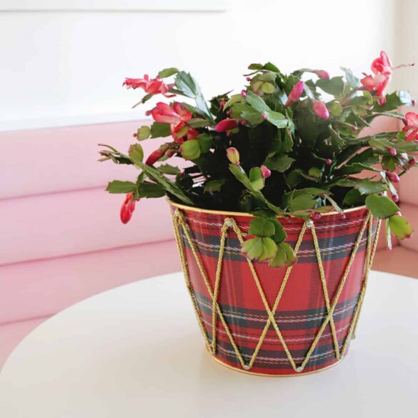 How to grow and care for Christmas Cactus