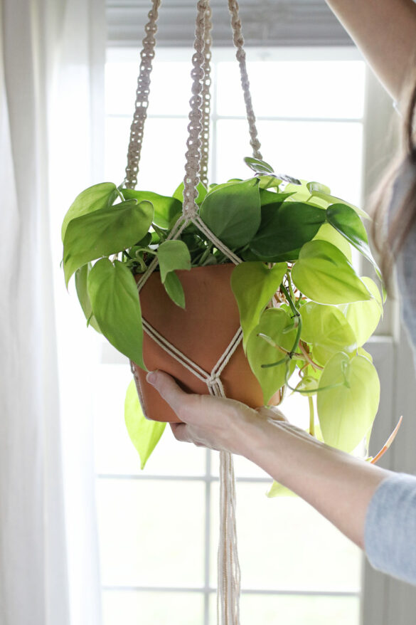 Yellow Pothos Leaves? Here’s What Could Be Going Wrong